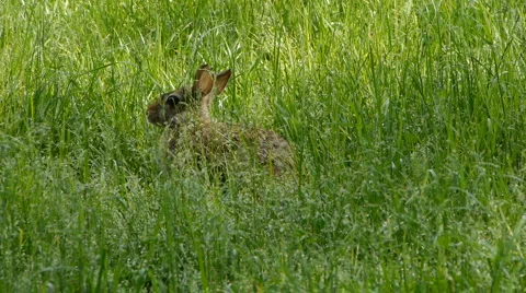 Rabbit02 스톡 동영상 5298001