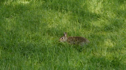 Rabbit03 스톡 동영상 5297994