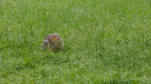 Rabbit04 Video stock 5297968