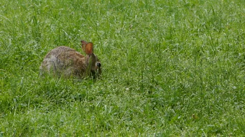 Rabbit05 Video stock 5297922