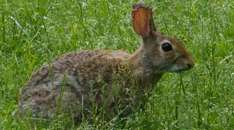 Rabbit06 Video stock 5297905