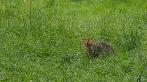 Rabbit07 스톡 동영상 5297891