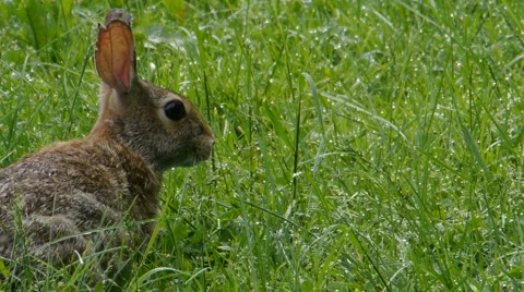 Rabbit08 Video stock 5297885