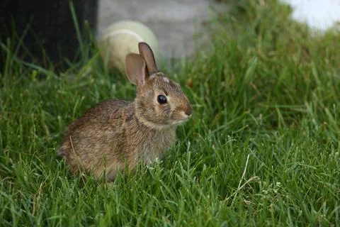 Rabbit1 Stock Photos