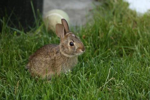 Rabbit2 Stock Photos