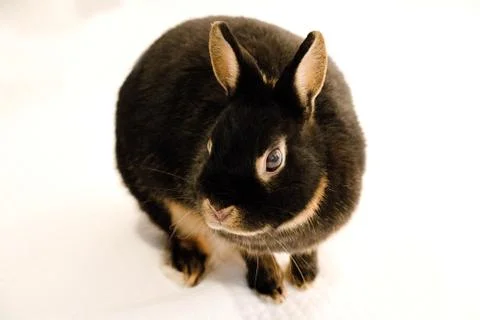 Rabbit3 Stock Photos