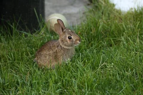 Rabbit3 Stock Photos