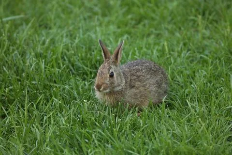 Rabbit4 Stock Photos