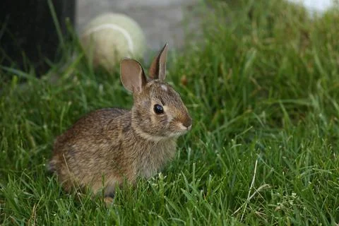 Rabbit5 스톡 사진