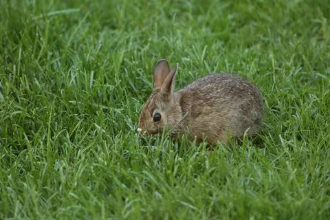 Rabbit7 Stock Photos