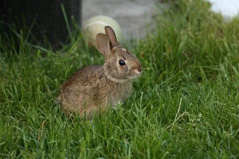 Rabbit8 Stock Photos