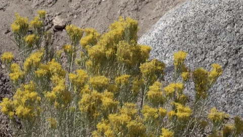 Rabbitbrush in full bloom with pollinators Stock Footage 296920196