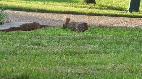 RabbitEating1 Video stock 731809