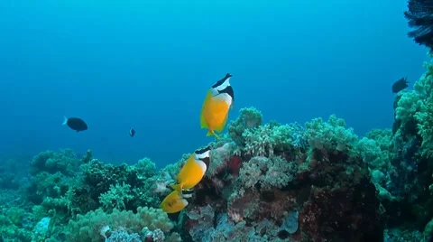 Rabbitfish on a coral reef Stock Footage 51590515