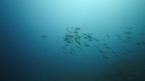 Rabbitfish Eating Jellyfish Stock Footage 270340747