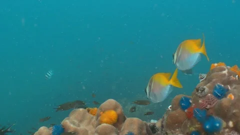 Rabbitfish swimming away Stock Footage 282524653
