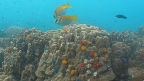 Rabbitfish swimming Stock Footage 282524645