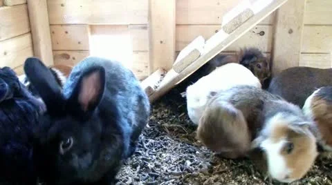Rabbits and Guinea Pigs Video stock 12700813