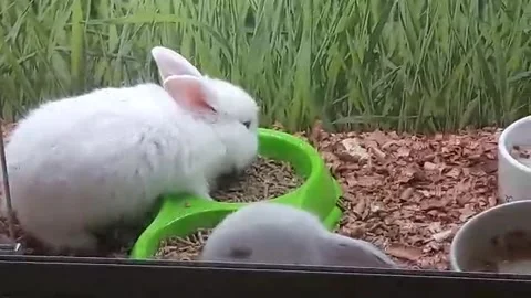 Rabbits and Hamsters Video stock 149453551