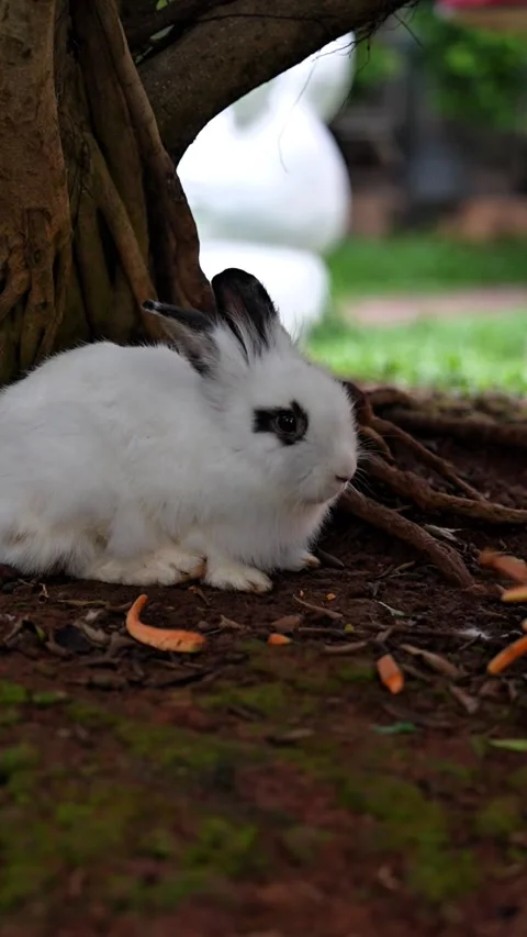 Rabbits are being given carrots and eaten by the rabbits Stock Footage 299368376