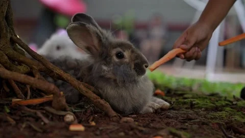 Rabbits are being given carrots to eat Stock Footage 299369644