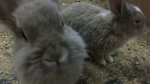 Rabbits are looking into the camera Stock Footage 77627966