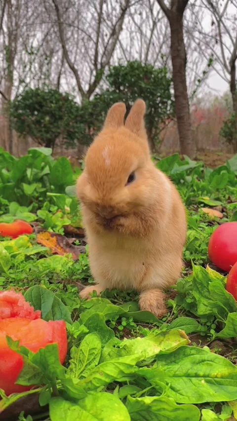 Rabbits are playing Stock Footage 304266134