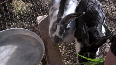 Rabbits are sitting in cage and sharing blade of grass with each other. closeup. Stock Footage 220184425