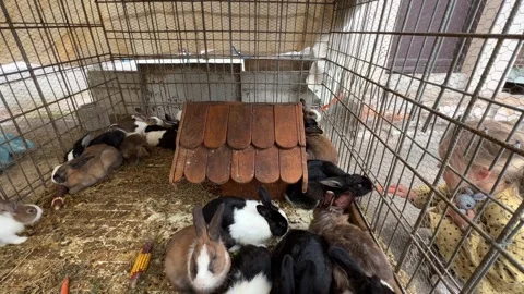Rabbits are sitting in a cage at the pet supply store Stock Footage 284437448