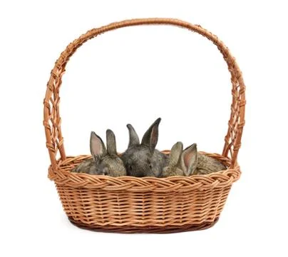 Rabbits in a basket 스톡 사진