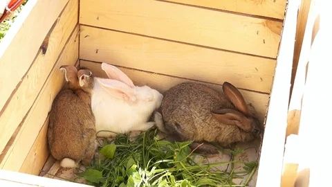 Rabbits in a box eating grass Stock Footage 78258698