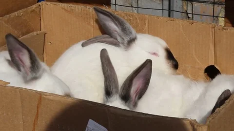 Rabbits in a box on the market 库存影片 73151344