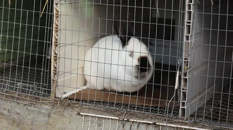 Rabbits in a cage 02 Stock Footage 44868001
