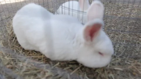 Rabbits in a cage 03 Video stock 44868073