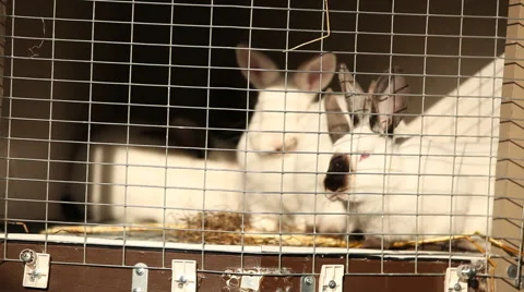 Rabbits in a cage 04 Stock Footage 44868079