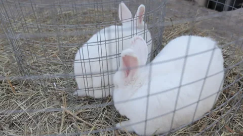 Rabbits in a cage 05 Stock Footage 44868096