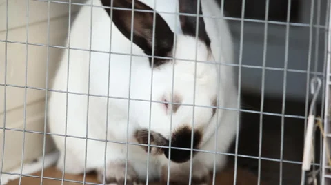 Rabbits in a cage 06 Stock Footage 44868153