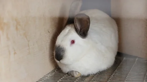 Rabbits in a cage 07 Stock Footage 44868190