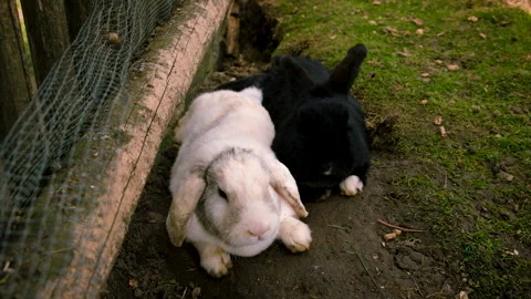 Rabbits in a cage on a farm. Selective focus. Stock Footage 228270840