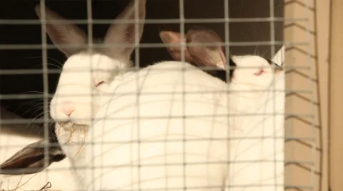 Rabbits in a cage Stock Footage 44868000