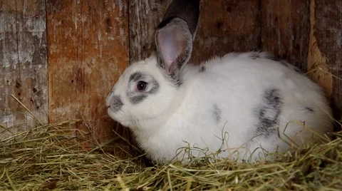 Rabbits in the cage Stock Footage 46622766