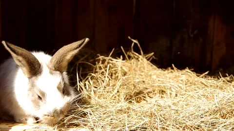 Rabbits in the cage Stock Footage 49208398