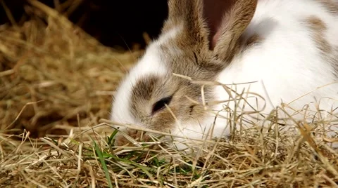 Rabbits in the cage Stock Footage 49688820