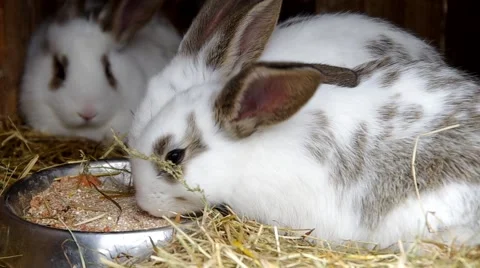 Rabbits in the cage Stock Footage 49688829