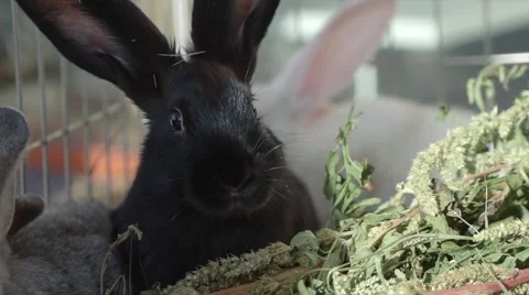 Rabbits in Cage Stock Footage 68498406