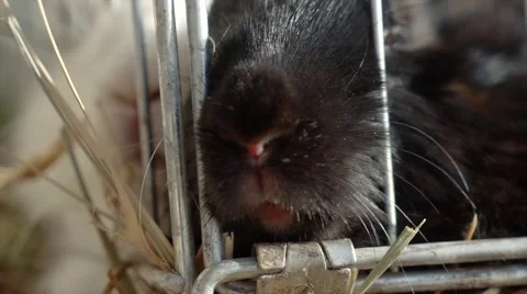 Rabbits in Cage Stock Footage 68498426