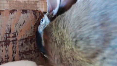 Rabbits in cage Video stock 77911026