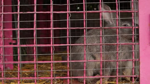Rabbits in a cage Stock Footage 198055634