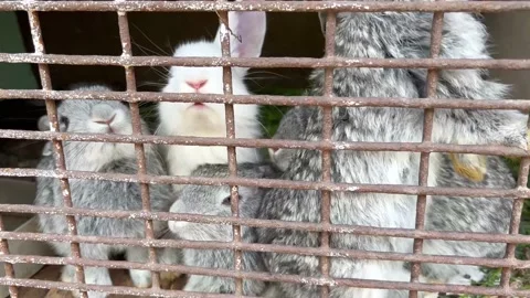 Rabbits in a cage Stock Footage 202102366