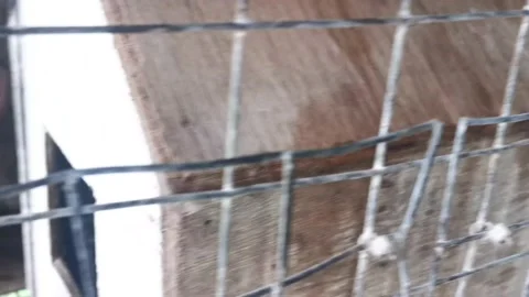 Rabbits In Cage Stock Footage 203885332